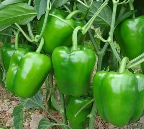 Pepper vegetable seeds - Heirloom, Organic, Non Gmo Garden Seeds for kitchen garden planting