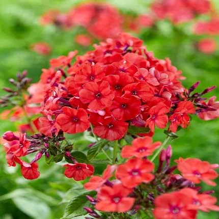 Orange Phlox Flower Seeds