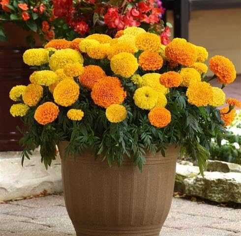 Mixed Marigold flowerseeds