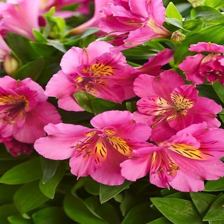 Pink Alstroemeria Flower Seeds