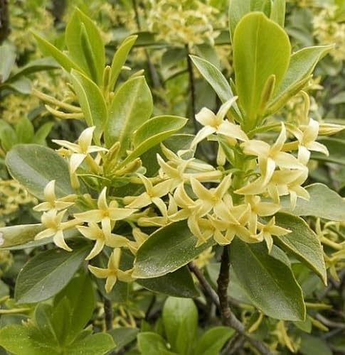 Yellow Daphne Pontica Flower Seeds