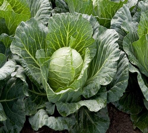 Cabbage Vegetable Seeds Heirloom, Non-GMO for Home Garden Planting