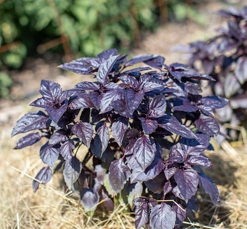 Purple Dark Opal Basil . vegetable seeds - Heirloom, Organic, Non Gmo Garden Seeds for kitchen garden planting