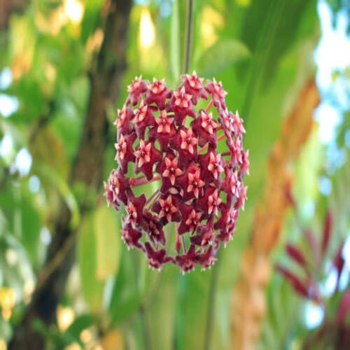 Red Hoya Flower Seeds