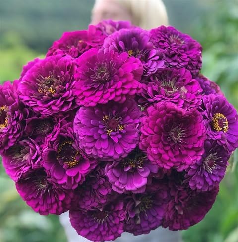 Purple Zinnia Flower Seeds