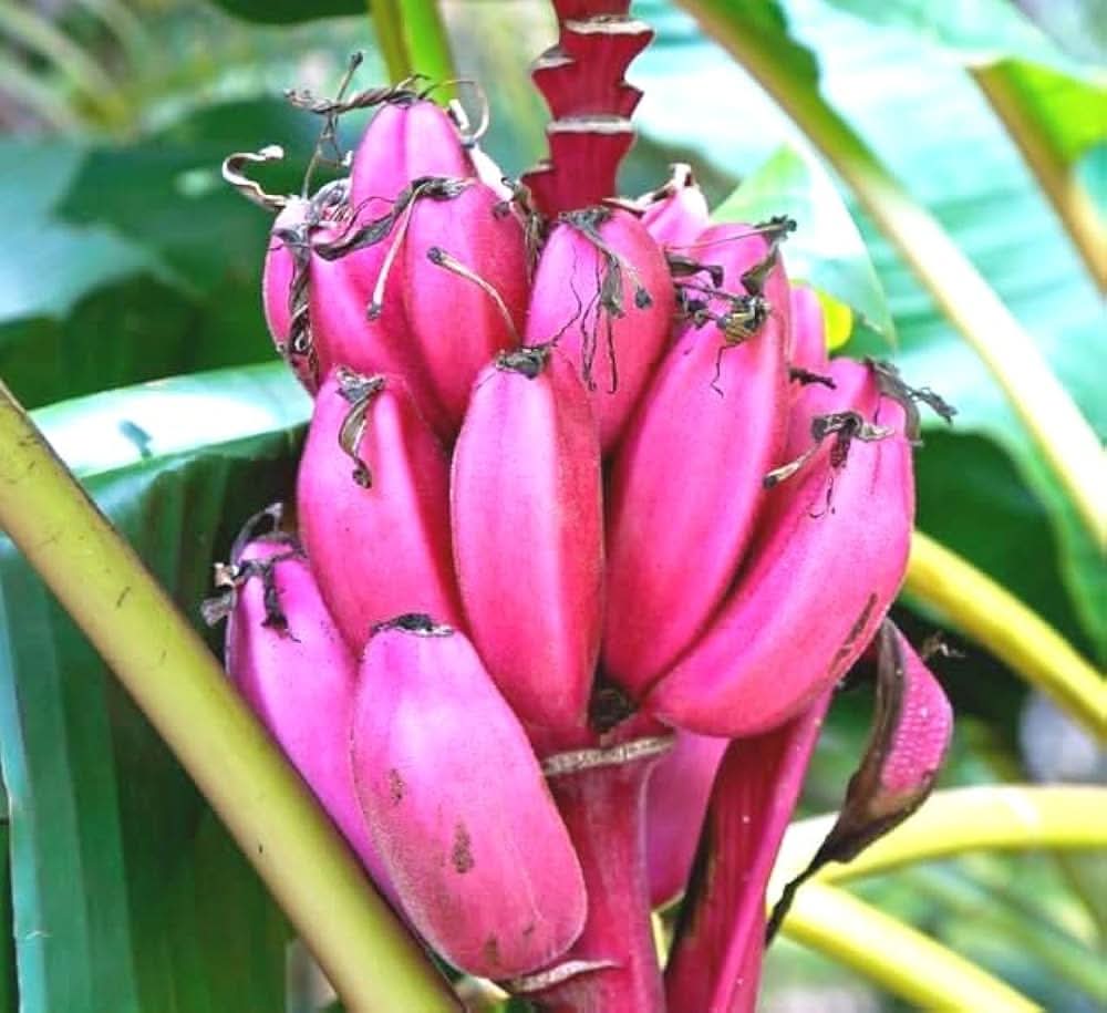 Pink Banana Fruit Unique Rare Variety Enthusiasts For Home Fruit Seeds