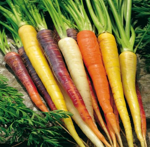 Mixed Carrot vegetable seeds for Home Gardening, Heirloom, Non-GMO, High Germination Organic for kitchen garden planting