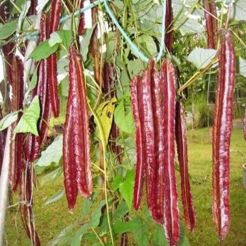 red Winged Bean vegetable seeds for Home Gardening, Healthy Seasonal Vegetable Planting for kitchen garden planting