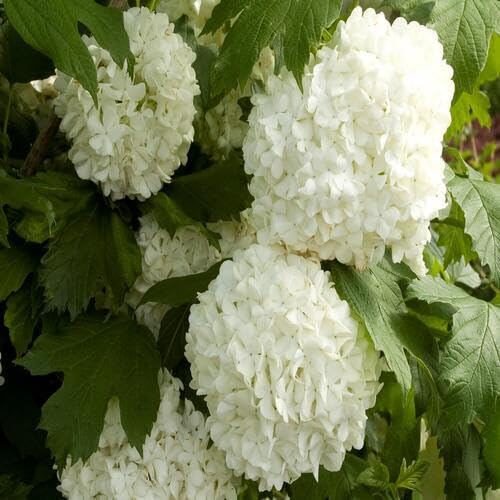 White Viburnum Flower Seeds