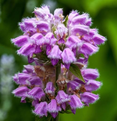 Pink Phlomis Tuberosa Flower Seeds