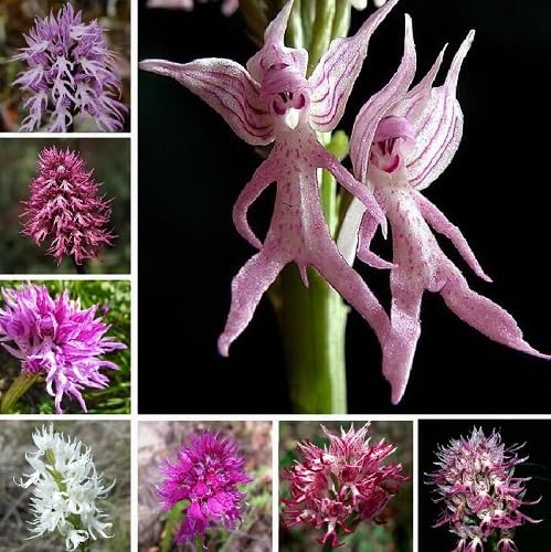Mix Monkey Face Orchid Flower Seeds
