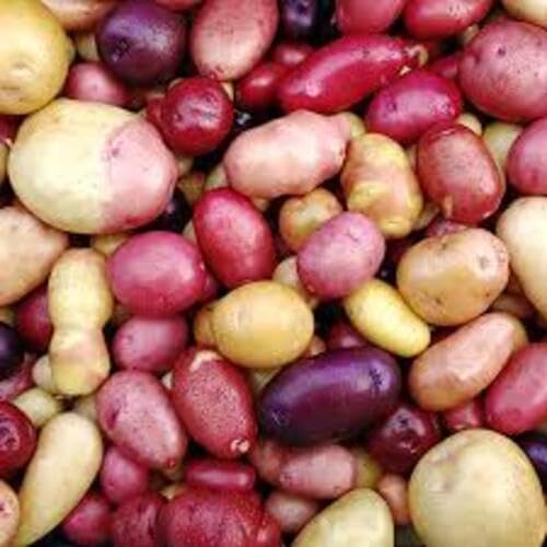 Mixed Potato . Vegetable Seeds Heirloom, Non-GMO for Home Garden Planting