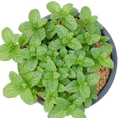 Mint Plant Seeds Green herb seeds - sustainable gardening, high germination garden seeds