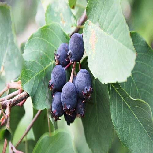 black saskatoon berry fruit Fruit Seeds for Home Planting Premium Germination Healthy Harvest Growing