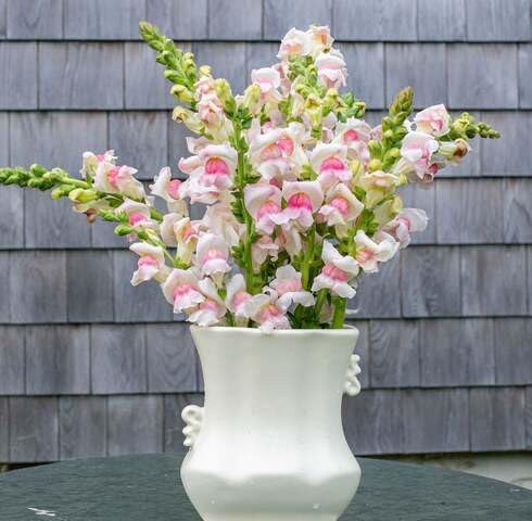 Pink White Snapdragon Flower Seeds