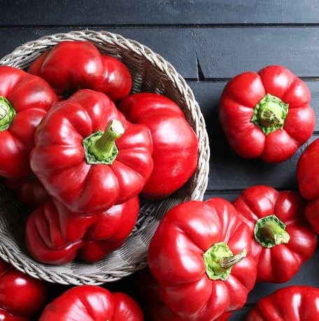 Pimento Pepper vegetable seeds vegetable seeds for Home Gardening, Fresh Seasonal Vegetable Planting for kitchen garden planting