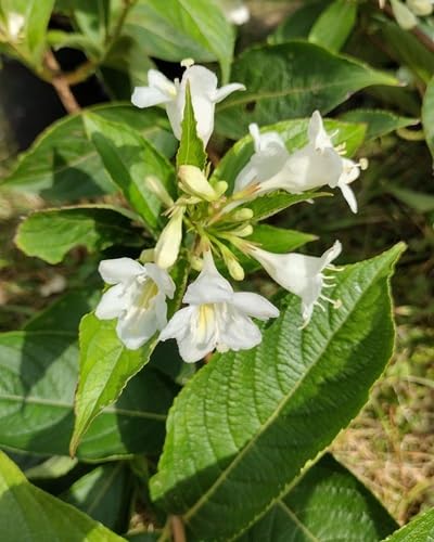 Weigela Flower Seeds