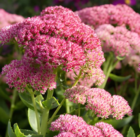 Pink Sedum Flower Seeds