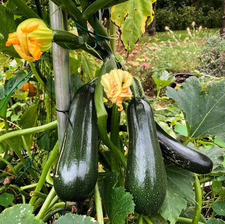 Green Climbing Zucchini vegetable seeds for Home Gardening, Organic Raised Bed Garden for kitchen garden planting