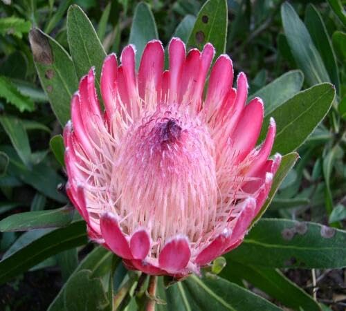 Pink Protea Flower Seeds