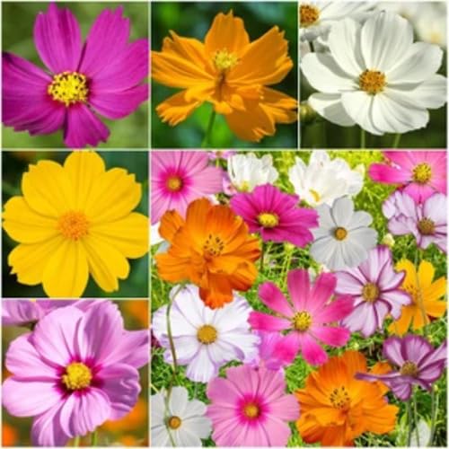 Cosmos Flower Seeds