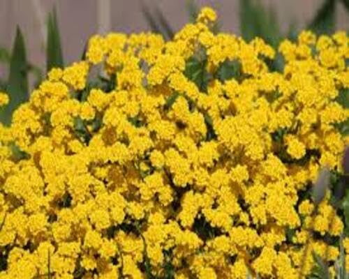 Alyssum Flower Seeds
