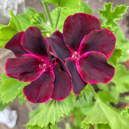 Red gerenum Flower Seeds