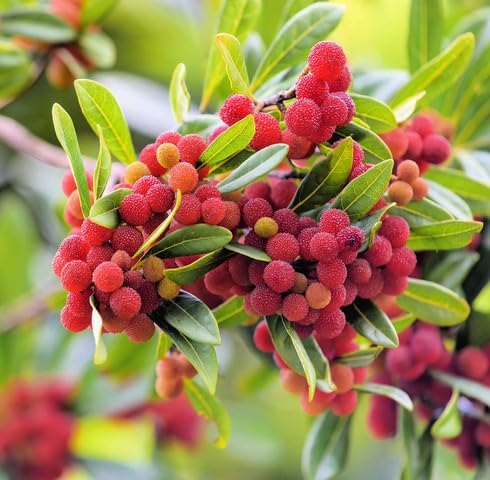 red bayberry fruit Fruit Seeds for Home Planting Premium Germination Healthy Harvest Growing