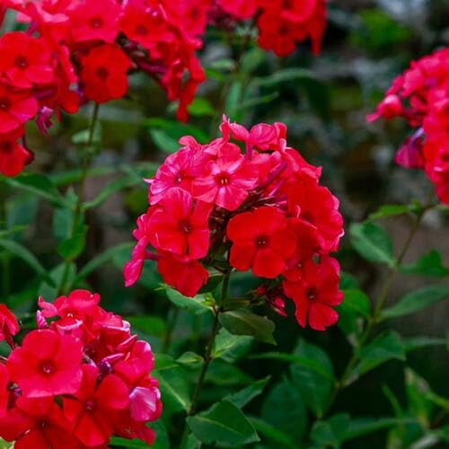 Red Giant Phlox Flower Seeds