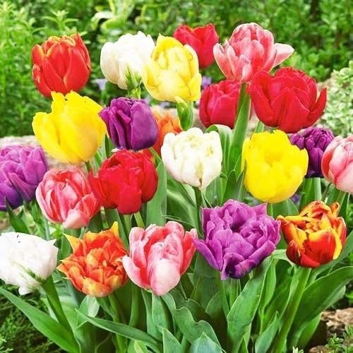Mixed Tulip Double Flower Seeds