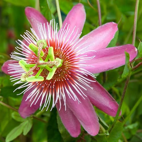Pink White Passiflora Flower Seeds