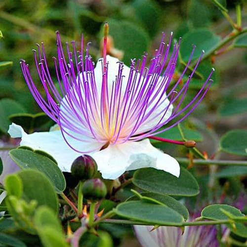 White Caper Flower Seeds
