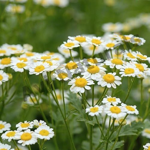Chamomile Flower Seeds
