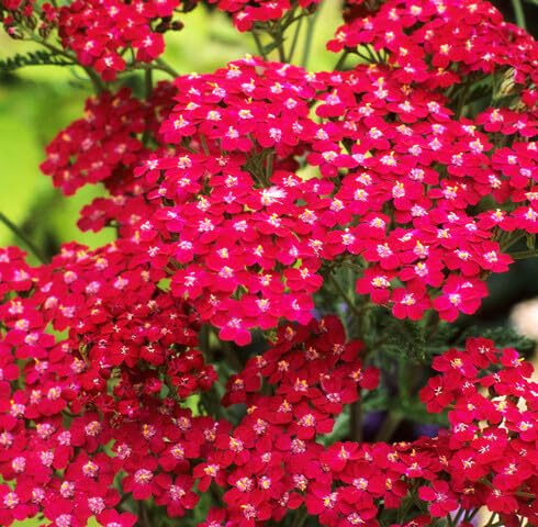 Red Achillea Flower Seeds