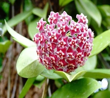 Red Hoya Carnosa Flower Seeds