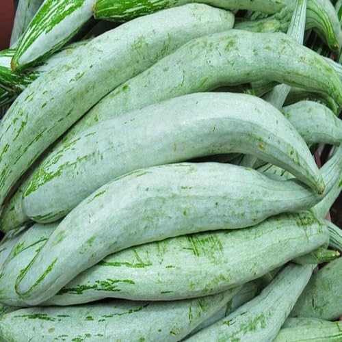 Trichosanthes cucumerina vegetable seeds for Home Gardening, Healthy Seasonal Vegetable for kitchen garden planting