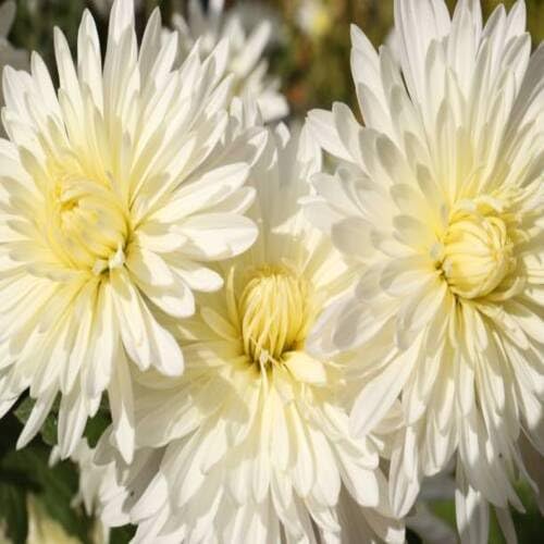 White Chrysanthemum Flower Seeds