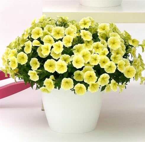 Yellow Petunia Flower Seeds