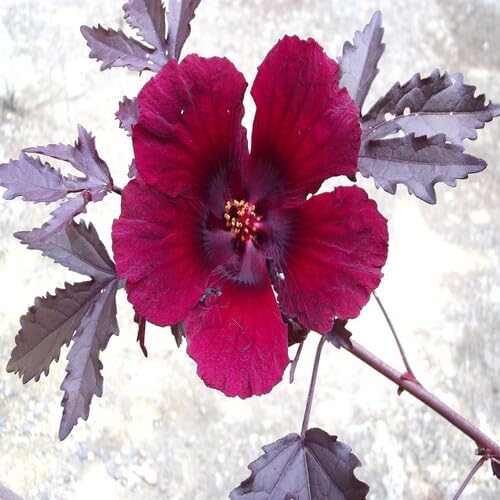 Red Roselle Flower Seeds