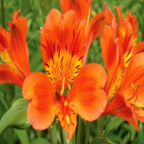 Orange Alstroemeria fruit seeds for organic garden planting