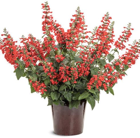 Red Salvia Coccinea Flower Seeds