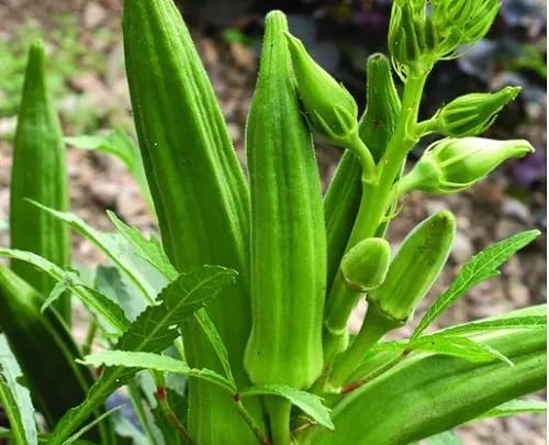 Green Okra Vegetables Seed vegetable seeds - Heirloom, Organic, Non Gmo Garden Seeds for kitchen garden planting