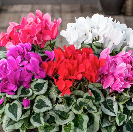 Mixed Cyclamen Flower Seeds