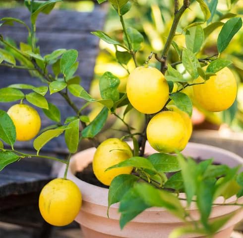 Yellow Lemon Tree fruit seeds for organic garden planting