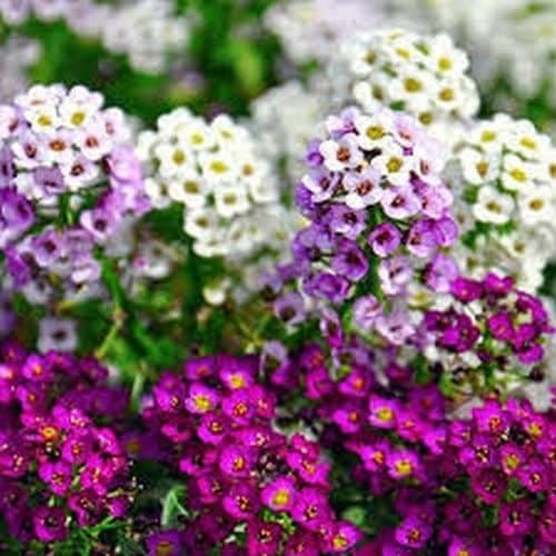 Alyssum Flower Seeds Mixed for Vibrant for Seeds