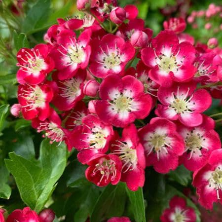 Red Crataegus Flower Seeds
