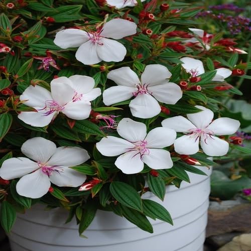White Tibouchina Flower Seeds