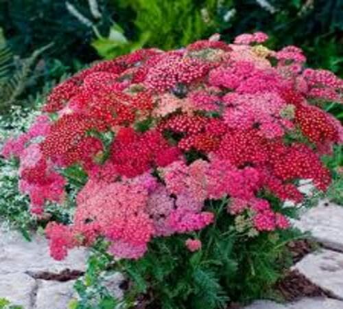 Mixed Achillea Flower Seeds