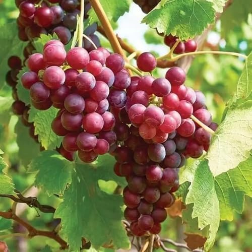 red grape fruit Fruit Seeds for Home Planting Premium Germination Healthy Harvest Growing