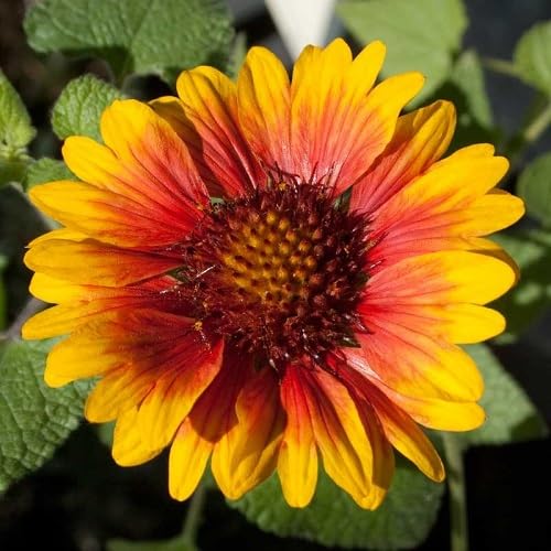 Yellow Orange Gaillardia Flower Seeds
